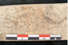 Foto (Detailansicht) von Cinnamomum lanceolatum Unger (NHMW-GEO-2024-0188-8125)